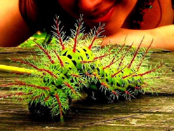 Top[-]5[-]loài[-]vật[-]có[-]khả[-]năng[-]giết[-]người[-]"kinh[-]hãi"[-]8